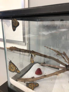 butterflies