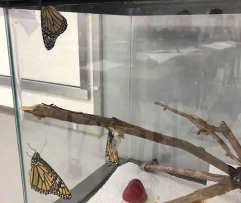butterflies